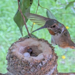 Olive, with her new chick and the egg - March 7th
