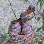 Olive feeding Brook and Summer 21 and 23 days old - June 21st Olive feeding Brook and Summer 21 and 23 days old - June 21st