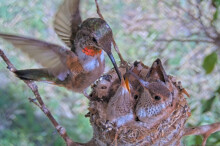 Olive hover feeding Summer 21 days old - June 19th