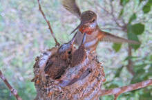 Olive hover feeding Brook and Summer 17 and 19 days old - June 17th