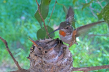 Olive landing to feed 22 day old chicks January 30th