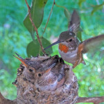 Olive landing to feed 22 day old chicks January 30th