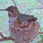 Olive laying the second egg 7:48 AM - May 15th Olive laying the second egg 7:48 AM - May 15th