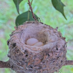 Two eggs in the nest - February 22nd