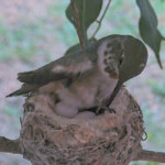 Olive lays second egg on Dec 24 6:47AM