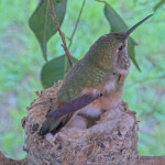Olive lays the second egg February 22nd at 6:43 AM