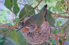 Beautiful olive on her nest - March 4th