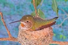 Olive enjoying Christmas Day on her nest