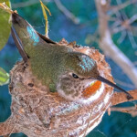 Beautiful Olive on her nest of two February 2023