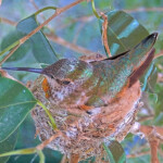 Olive on her nest of two chicks - April 19th