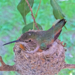 Olive on her nest incubating her eggs - February 24th