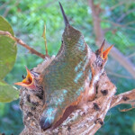 Olive laying on her chicks Misty and Storm - February 15th
