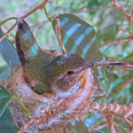 Olive with lots of pollen on her beak - April 18th