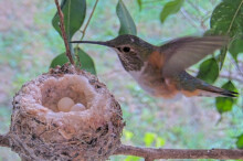 Olive returning to her nest December 26th