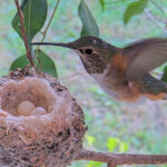 Olive returning to her nest December 26th