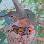 Olive sits on chicks while doing nestorations - May 1st