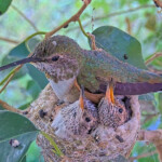Olive sits on the chicks doing nestorations - May 5th