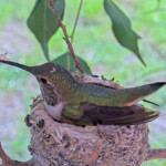 Olive starts nestorations - February 12th