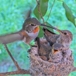 Olive tease feeding chicks 25 days old February 2nd