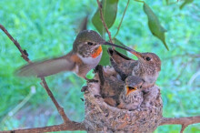 Olive tease feeding chicks 25 days old February 2nd
