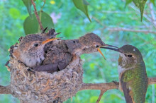 Olive tease feeding from the branch January 31st