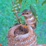 Olive telling the chicks a story - March 17th
