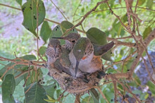 Olive-tries-to-do-nestorations-but-chicks-keep-returning-March-22nd
