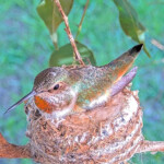 Olives first day Incubating her eggs - February 22nd