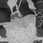 Olives first night back on her nest on the nest - February 20th