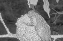 Olive's second chick eats for the first time January 9th at 6:40am