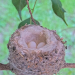 Olives two eggs - February 24th