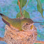 Proud mom Olive on her nest of 2 new eggs December 24th