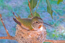 Proud mom Olive on her nest