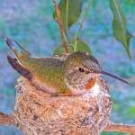 Proud mom Olive on her nest