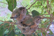 Puff ball, chicks return to the nest - March 21st