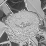 Second chick hatches 6:07 AM - April 18th