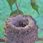Second chick hatches at 5:57AM - March 9th