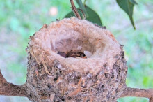 Second egg hatch's at 457pm January 8th