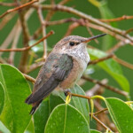 Skye 24 days old, first trip out of the nest area - March 31st