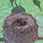 Skye 3 days old left, and Sunny 1 day old right - March 10th