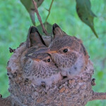 Skye Right 25, Sunny Left 23 days old - April 1st 30th