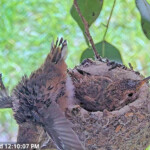 Skye does a cliffhanger, 20 days old - March 27th