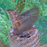 Skye doing flappies 20 days old - March 27th