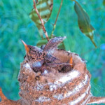 Skye doing flappies - March 19th