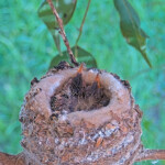 Skye on the left and Sunny on the right 10 and 8 days old - March 17th