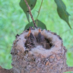 Skye on the left and Sunny on the right 11 and 9 days old - March 18th