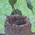 Skye on the left and Sunny on the right 12 and 14 days old - March 21st