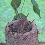 Skye on the left and Sunny on the right 14 and 16 days old - March 23rd