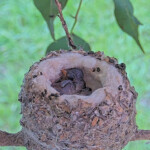 Skye's little wing 5 days old - March 12th
