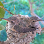 Chicks, Storm and Misty on the morning of February 24th